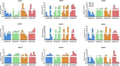 Genome-wide identification, characterization, evolution and expression analysis of the DIR gene family in potato (Solanum tuberosum)